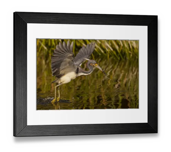Framed Print : USA, Florida, Palm Beach County. Tri-colored heron capturing lunch