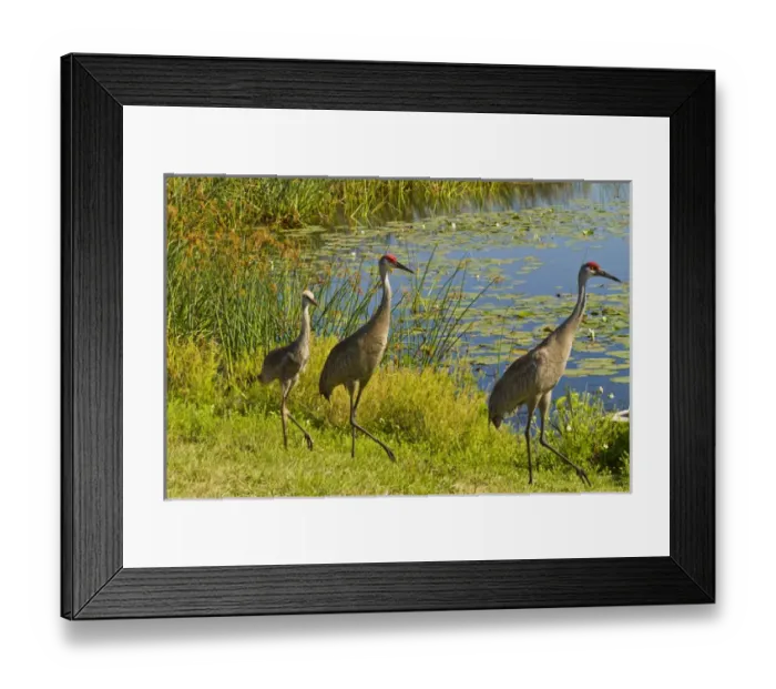 Framed Print : USA, Florida. Sandhill crane parents and young Framed Print : USA, Florida. Sandhill crane parents and young