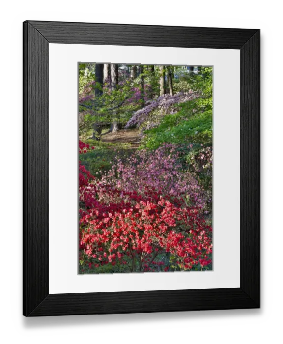 Framed Print : Azeleas in bloom under pine trees, Callaway Gardens Georgia Framed Print : Azeleas in bloom under pine trees, Callaway Gardens Georgia