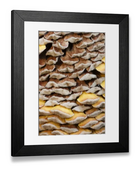 Framed Print : North America, USA, Georgia; Savannah; Close up of cone on a sago palm Framed Print : North America, USA, Georgia; Savannah; Close up of cone on a sago palm