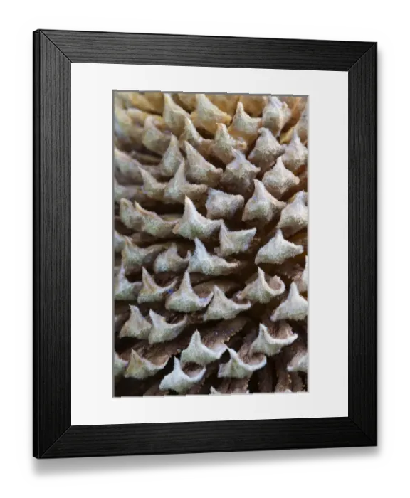 Framed Print : North America, USA, Georgia; Savannah; Close up of cone on a sago palm