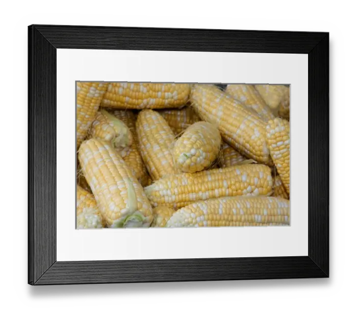 Framed Print : USA; North America; Georgia; Savannah; Fresh corn at a Farmers Market Framed Print : USA; North America; Georgia; Savannah; Fresh corn at a Farmers Market