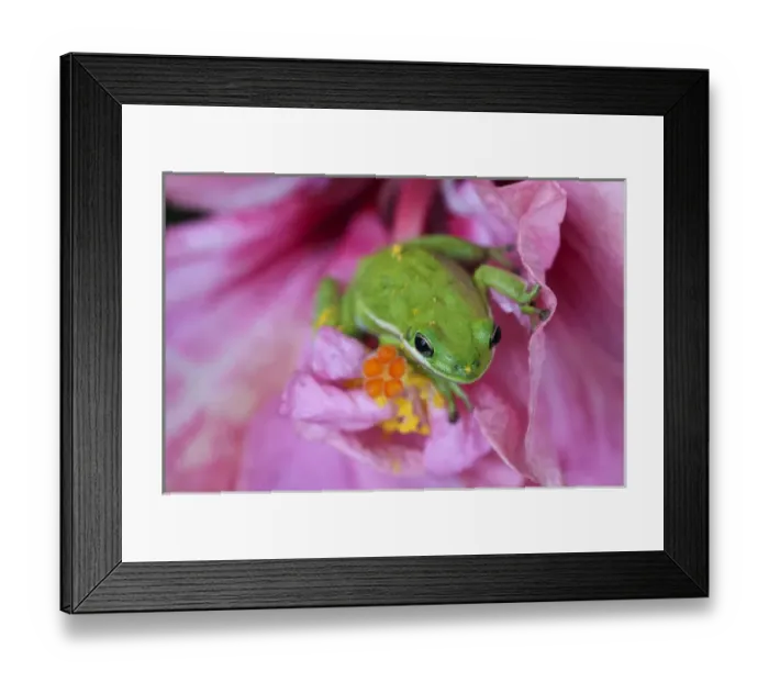 Framed Print : North America, USA, Georgia; Savannah; Green frog on a hibiscus fbloom