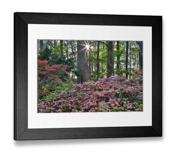 Framed Print : United States, Georgia, Callaway Gardens, Sunburst and Azaleas Framed Print : United States, Georgia, Callaway Gardens, Sunburst and Azaleas