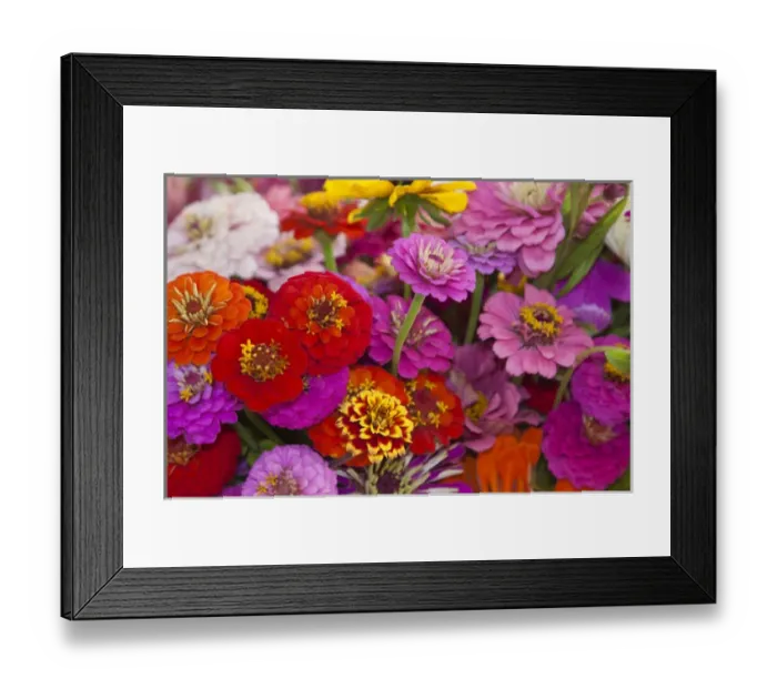 Framed Print : USA; North America; Georgia; Savannah; Bouquet of colorful flowers at market. (PR) Framed Print : USA; North America; Georgia; Savannah; Bouquet of colorful flowers at market. (PR)