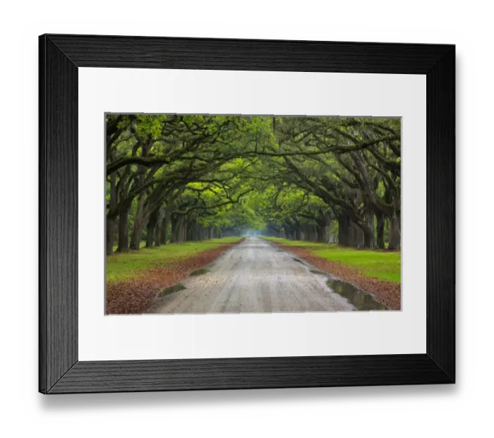 Framed Print : North America, USA, Georgia, Savannah, Mile long oak drive at Historic Wormsloe Plantation Framed Print : North America, USA, Georgia, Savannah, Mile long oak drive at Historic Wormsloe Plantation