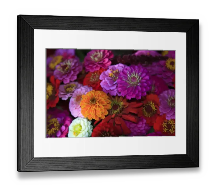 Framed Print : North America, USA, Georgia; Savannah; Zinnias at a farmers market in Savannah Framed Print : North America, USA, Georgia; Savannah; Zinnias at a farmers market in Savannah