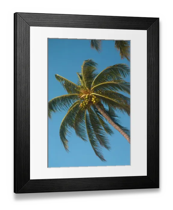 Framed Print : Hawaii, Big Island, Kohala Coast. Anaeho omalu Beach. Coconut palms Framed Print : Hawaii, Big Island, Kohala Coast. Anaeho omalu Beach. Coconut palms