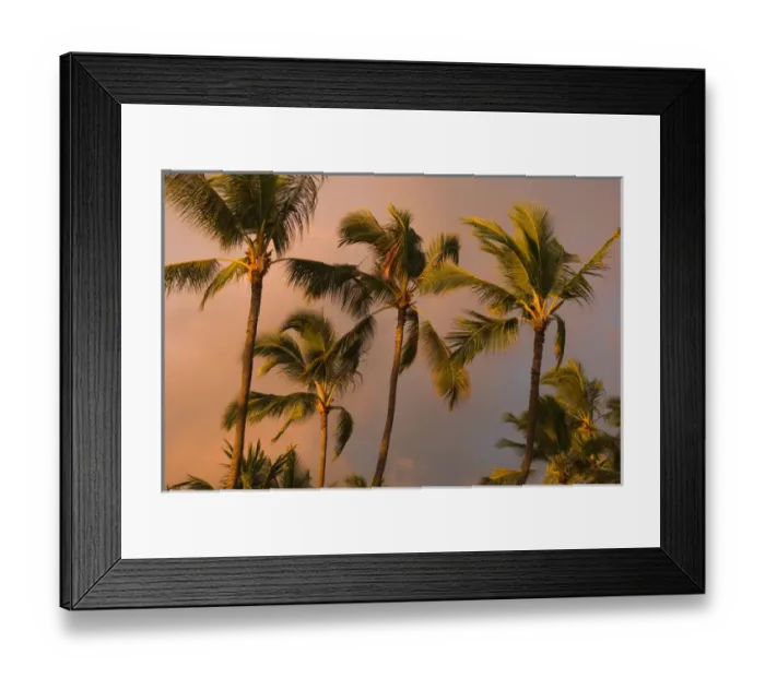 Framed Print : Hawaii, Big Island, Kona, Palm trees at sunset Framed Print : Hawaii, Big Island, Kona, Palm trees at sunset