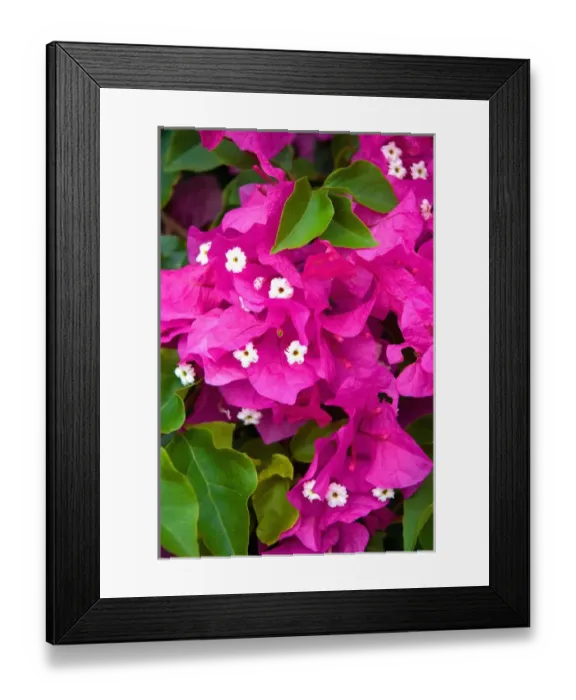 Framed Print : Hawaii, Big Island, South Kona, Captain Cook. Bougainvillea Framed Print : Hawaii, Big Island, South Kona, Captain Cook. Bougainvillea
