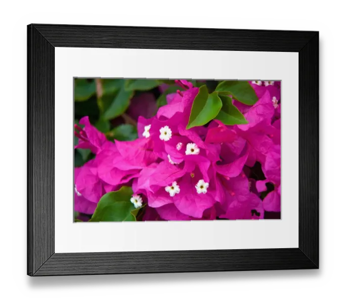 Framed Print : Hawaii, Big Island, South Kona, Captain Cook. Bougainvillea Framed Print : Hawaii, Big Island, South Kona, Captain Cook. Bougainvillea