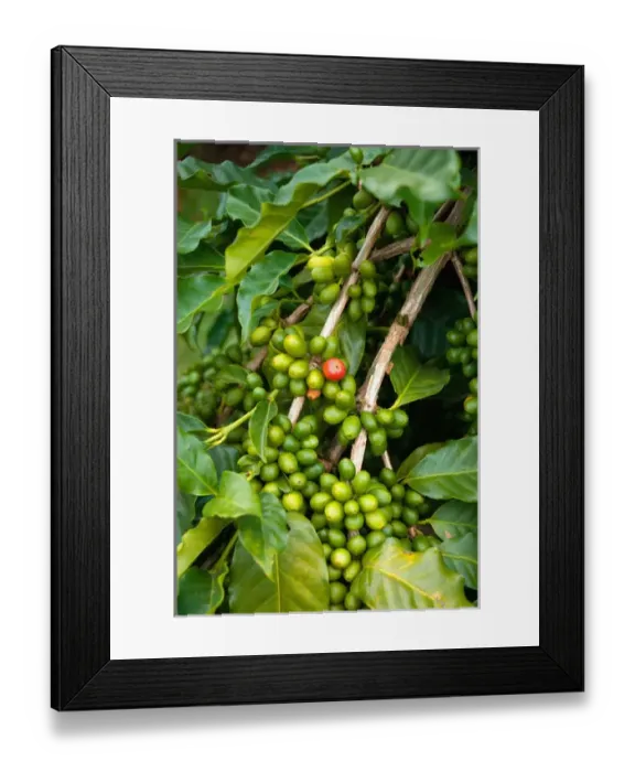 Framed Print : Hawaii, Big Island, South Kona, Captain Cook. Greenwell Kona Coffee Farm plantation Framed Print : Hawaii, Big Island, South Kona, Captain Cook. Greenwell Kona Coffee Farm plantation