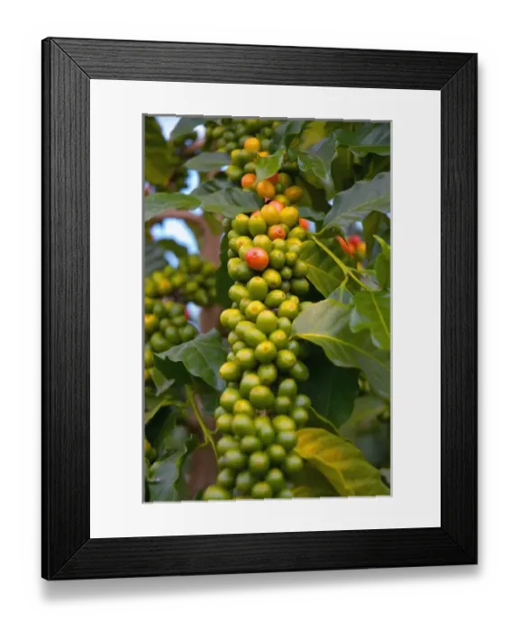 Framed Print : Hawaii, Big Island, South Kona, Captain Cook. Greenwell Kona Coffee Farm plantation