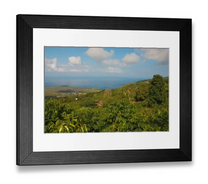 Framed Print : Hawaii, Big Island, South Kona, Captain Cook. Greenwell Kona Coffee Farm plantation Framed Print : Hawaii, Big Island, South Kona, Captain Cook. Greenwell Kona Coffee Farm plantation