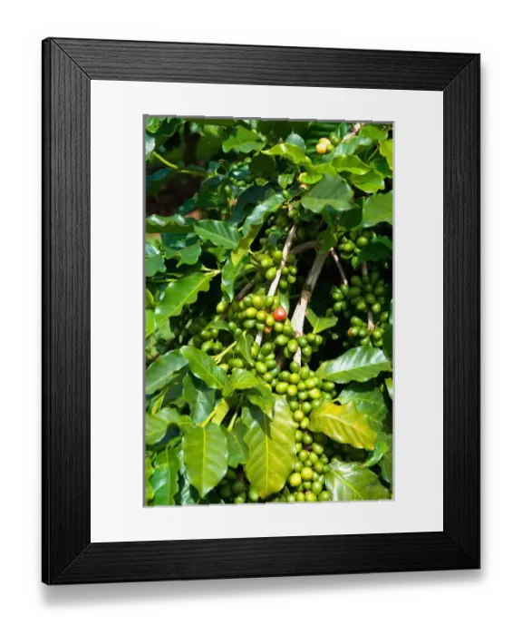 Framed Print : Hawaii, Big Island, South Kona, Captain Cook. Greenwell Kona Coffee Farm plantation Framed Print : Hawaii, Big Island, South Kona, Captain Cook. Greenwell Kona Coffee Farm plantation