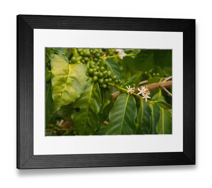 Framed Print : Hawaii, Big Island, South Kona, Captain Cook. Greenwell Kona Coffee Farm plantation Framed Print : Hawaii, Big Island, South Kona, Captain Cook. Greenwell Kona Coffee Farm plantation