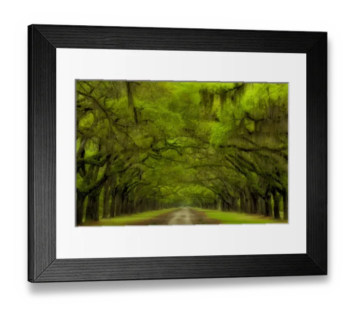 Framed Print : USA; Georgia; Savannah; Oak lined drive at Historic Wormsloe Plantation Framed Print : USA; Georgia; Savannah; Oak lined drive at Historic Wormsloe Plantation