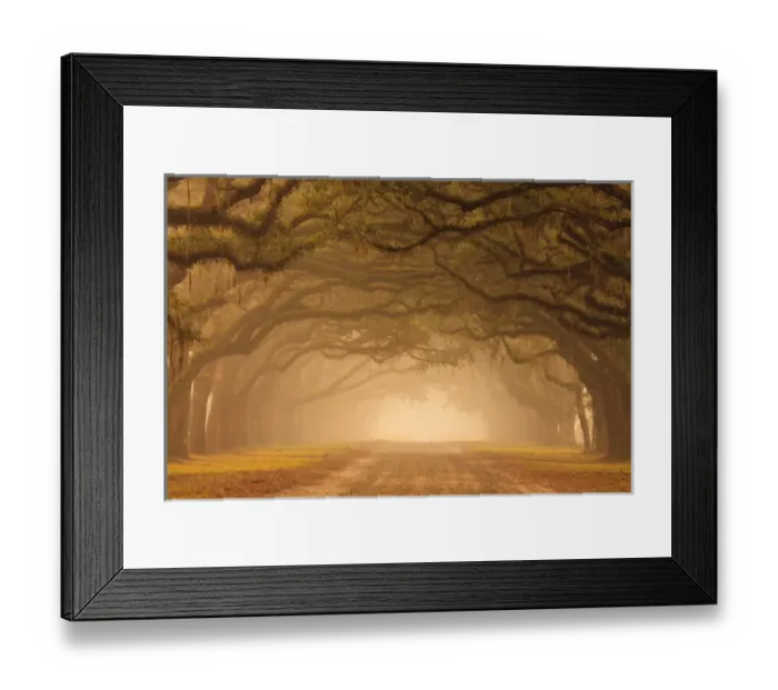 Framed Print : North America; USA; Georgia; Savannah; Mile long Historic drive at Wormsloe Plantaion Framed Print : North America; USA; Georgia; Savannah; Mile long Historic drive at Wormsloe Plantaion
