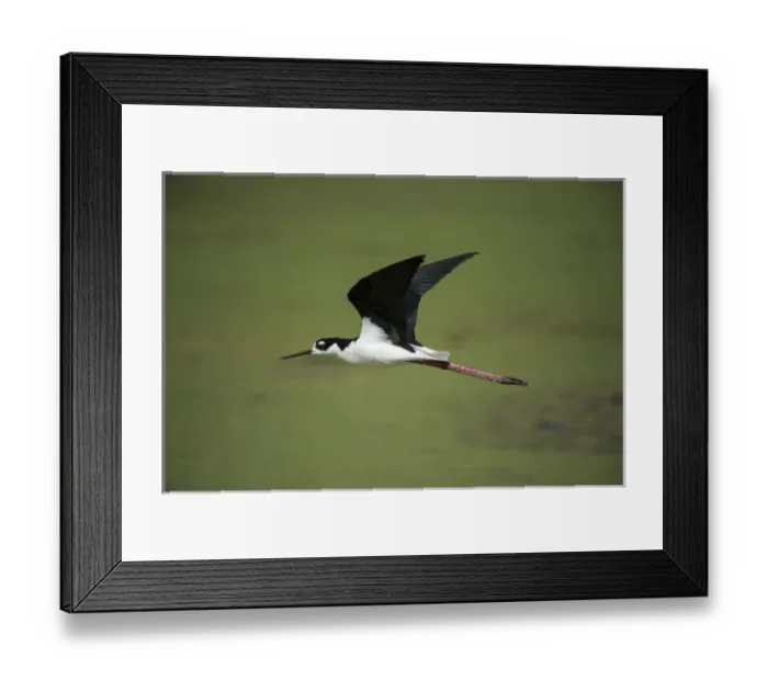 Framed Print : Black-necked stilt (Himantopus mexicanus), Little St Simons Island, Barrier Islands Framed Print : Black-necked stilt (Himantopus mexicanus), Little St Simons Island, Barrier Islands