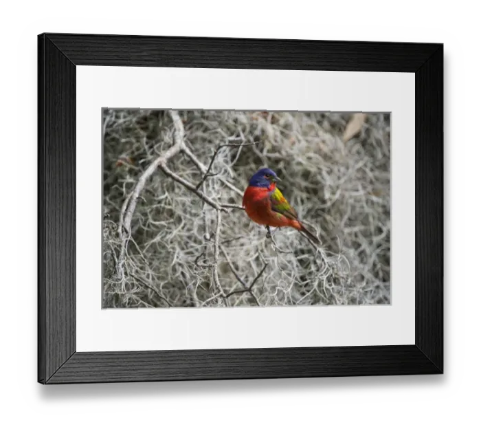 Framed Print : Painted bunting (Passerina ciris), Little St Simons Island, Barrier Islands, Georgia