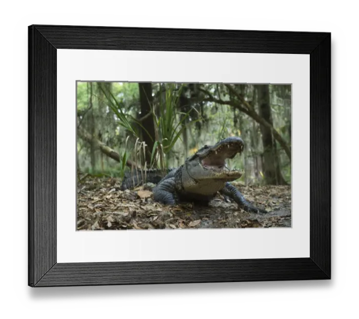 Framed Print : American Alligator (Alligator mississippiensis) in maritime forest. Little St Simons Island Framed Print : American Alligator (Alligator mississippiensis) in maritime forest. Little St Simons Island