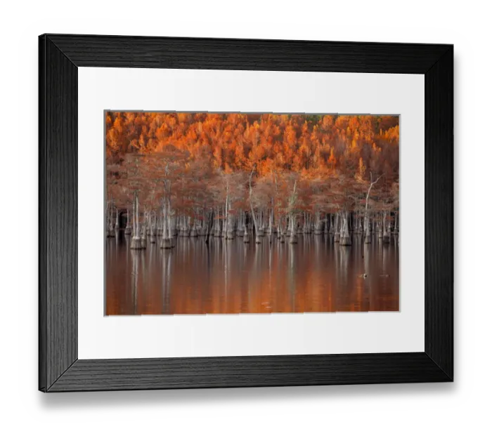 Framed Print : USA; North America; Georgia; Twin City; Cypress trees in the fall at sunset Framed Print : USA; North America; Georgia; Twin City; Cypress trees in the fall at sunset