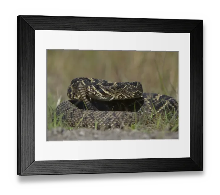 Framed Print : Eastern Diamondback Rattlesnake (Crotalus adamanteus) Little St Simons Island Framed Print : Eastern Diamondback Rattlesnake (Crotalus adamanteus) Little St Simons Island