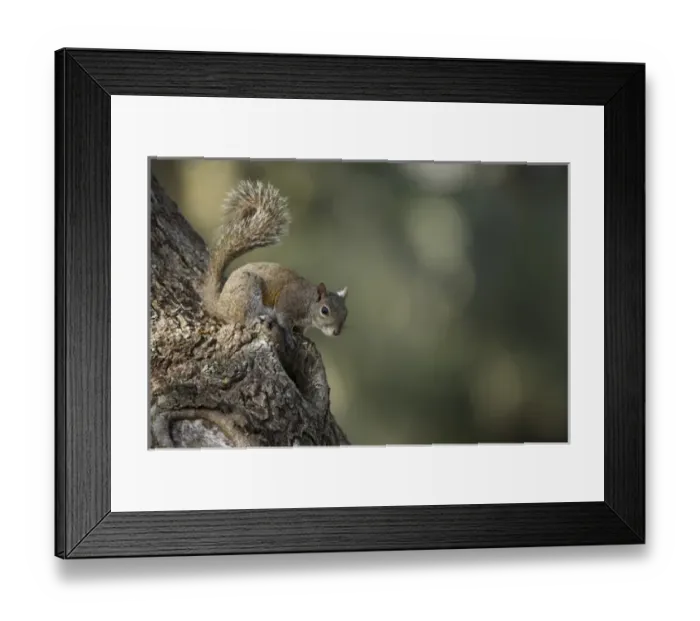Framed Print : Eastern Gray Squirrel, or grey squirrel (Sciurus carolinensis) Little St Simons Island Framed Print : Eastern Gray Squirrel, or grey squirrel (Sciurus carolinensis) Little St Simons Island