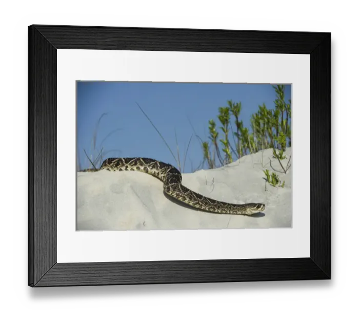 Framed Print : Eastern Diamondback Rattlesnake (Crotalus adamanteus) on Dunes, Little St Simons Island Framed Print : Eastern Diamondback Rattlesnake (Crotalus adamanteus) on Dunes, Little St Simons Island