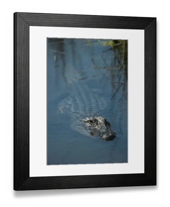 Framed Print : American alligator (Alligator mississippiensis), Little St Simons Island, Barrier Islands