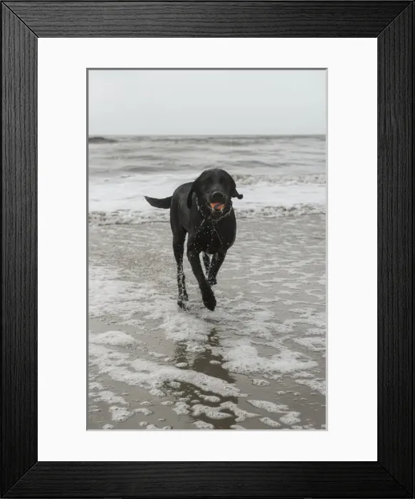 Framed Print : Dog on beach, Little St Simons Island, Barrier Islands, Georgia. USA Framed Print : Dog on beach, Little St Simons Island, Barrier Islands, Georgia. USA