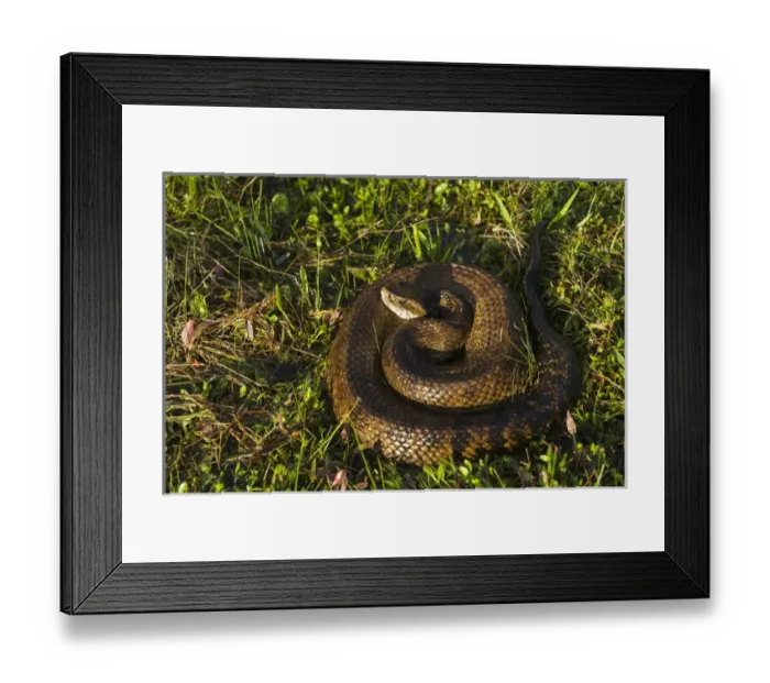 Framed Print : Cottonmouth (Agkistrodon piscivorus) or Water moccasin, Little St Simons Island Framed Print : Cottonmouth (Agkistrodon piscivorus) or Water moccasin, Little St Simons Island