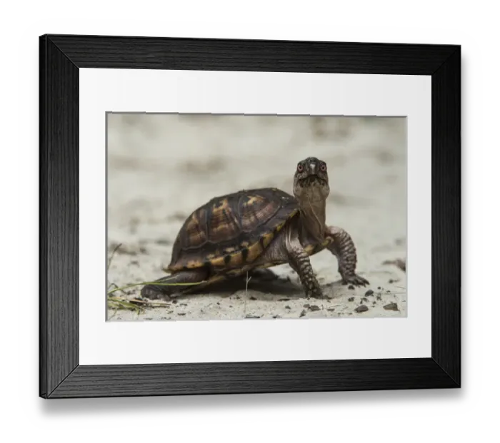 Framed Print : Common box turtle (Terrapene carolina), CAPTIVE, The Orianne Indigo Snake Preserve Framed Print : Common box turtle (Terrapene carolina), CAPTIVE, The Orianne Indigo Snake Preserve