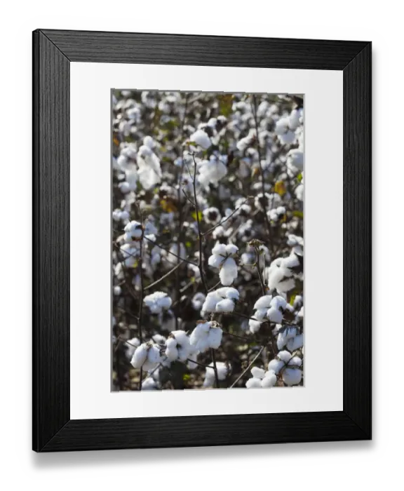 Framed Print : USA, Georgia, Coney, cotton field Framed Print : USA, Georgia, Coney, cotton field