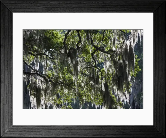 Framed Print : USA, Georgia, Jekyll Island, live oak trees Framed Print : USA, Georgia, Jekyll Island, live oak trees