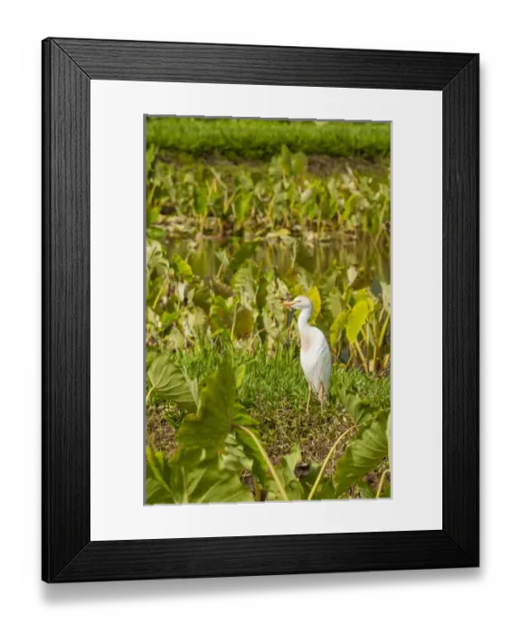 Framed Print : Cattle egret (Bubulcus ibis) in taro fields in Hanalei National Wildlife Refuge, Hanalei Valley Framed Print : Cattle egret (Bubulcus ibis) in taro fields in Hanalei National Wildlife Refuge, Hanalei Valley