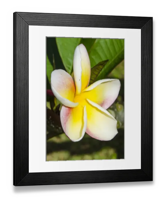 Framed Print : Frangipani (Plumeria) in Na `Aina Kai Botanical Gardens & Sculpture Park, Kauai, Hawaii