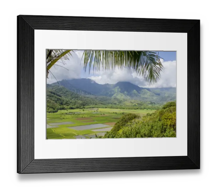 Framed Print : Taro fields in Hanalei National Wildlife Refuge, Hanalei Valley, Kauai, Hawaii Framed Print : Taro fields in Hanalei National Wildlife Refuge, Hanalei Valley, Kauai, Hawaii