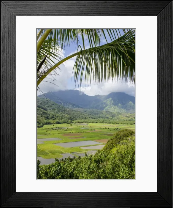 Framed Print : Taro fields in Hanalei National Wildlife Refuge, Hanalei Valley, Kauai, Hawaii Framed Print : Taro fields in Hanalei National Wildlife Refuge, Hanalei Valley, Kauai, Hawaii