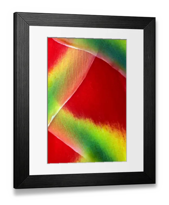 Framed Print : USA, Hawaii, Maui. Close-up of lobster claw or heliconia rostrata. Credit as: Charles R Framed Print : USA, Hawaii, Maui. Close-up of lobster claw or heliconia rostrata. Credit as: Charles R