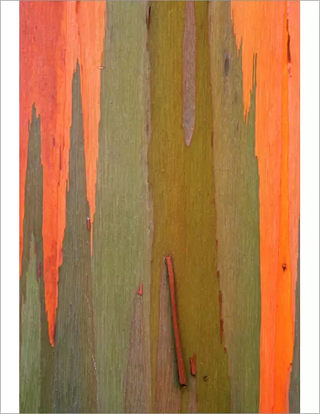 USA, Hawaii, Kauai. Detail of eucalyptus tree bark