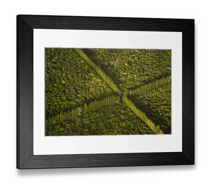 Framed Print : USA, Hawaii, Hilo. Aerial view of Macdamia Nut Farm trees Framed Print : USA, Hawaii, Hilo. Aerial view of Macdamia Nut Farm trees