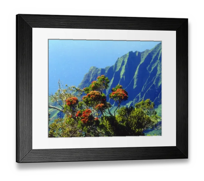 Framed Print : USA; Kauai; Hawaii. ; A flowering tree above the Na Pali Coast Framed Print : USA; Kauai; Hawaii. ; A flowering tree above the Na Pali Coast