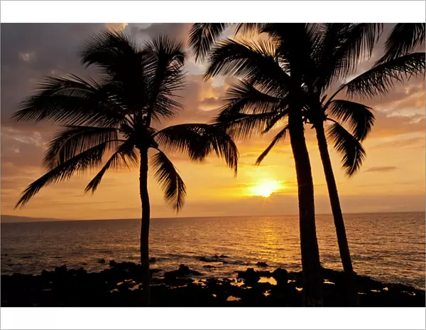 USA, Hawaii, Maui, Kihei. Palm tree sunset