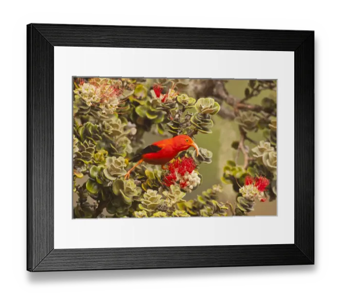 Framed Print : USA Hawaii, Maui, Haleakala National Park. I iwi bird on ohia blossom. Credit as Framed Print : USA Hawaii, Maui, Haleakala National Park. I iwi bird on ohia blossom. Credit as