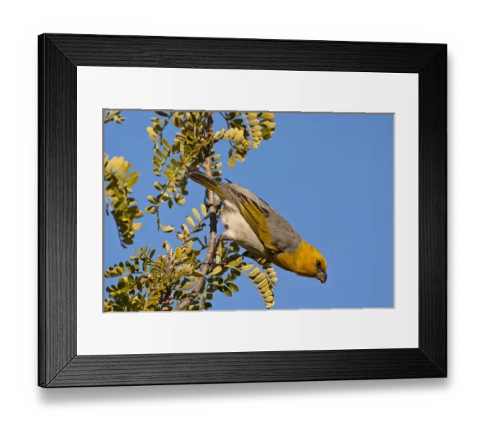 Framed Print : USA, Hawaii, Mauna Kea. Endangered palila bird on branch Framed Print : USA, Hawaii, Mauna Kea. Endangered palila bird on branch