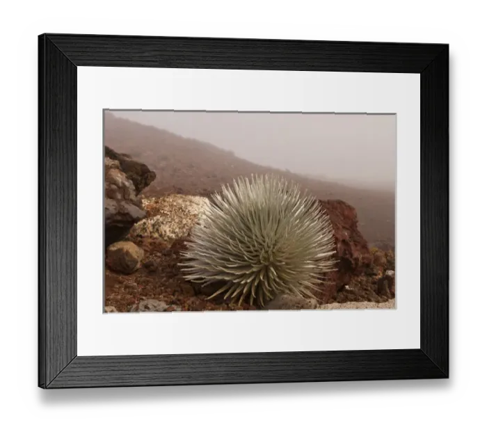 Framed Print : USA, Hawaii, Maui, Haleakala National Park. Close-up of silversword plant. Credit as Framed Print : USA, Hawaii, Maui, Haleakala National Park. Close-up of silversword plant. Credit as