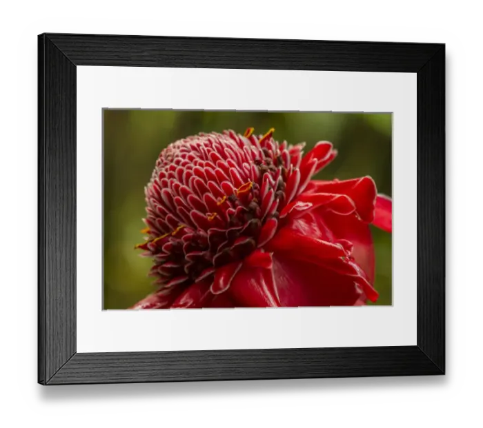 Framed Print : USA, Hawaii, The Big Island, Hawaii Tropical Botanical Garden. Close-up of ginger blossom