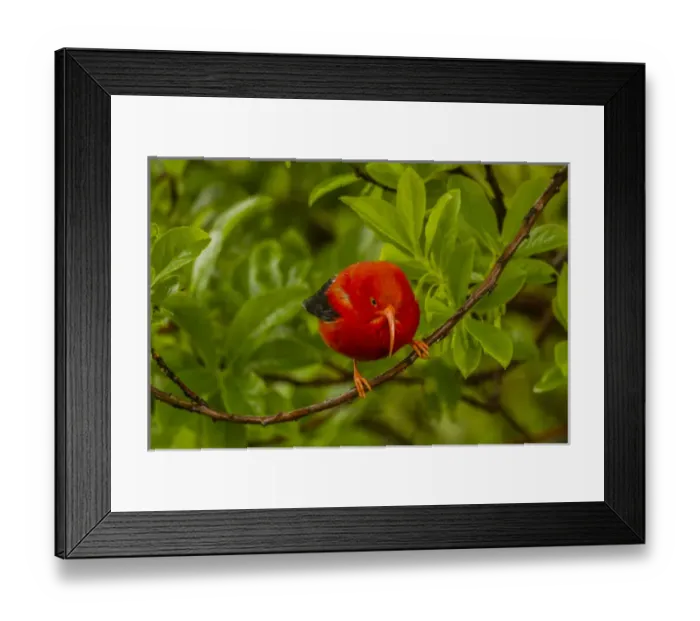 Framed Print : USA, Hawaii, Hakalau Forest National Wildlife Refuge. Close-up of iiwi bird on ohia tree limb Framed Print : USA, Hawaii, Hakalau Forest National Wildlife Refuge. Close-up of iiwi bird on ohia tree limb
