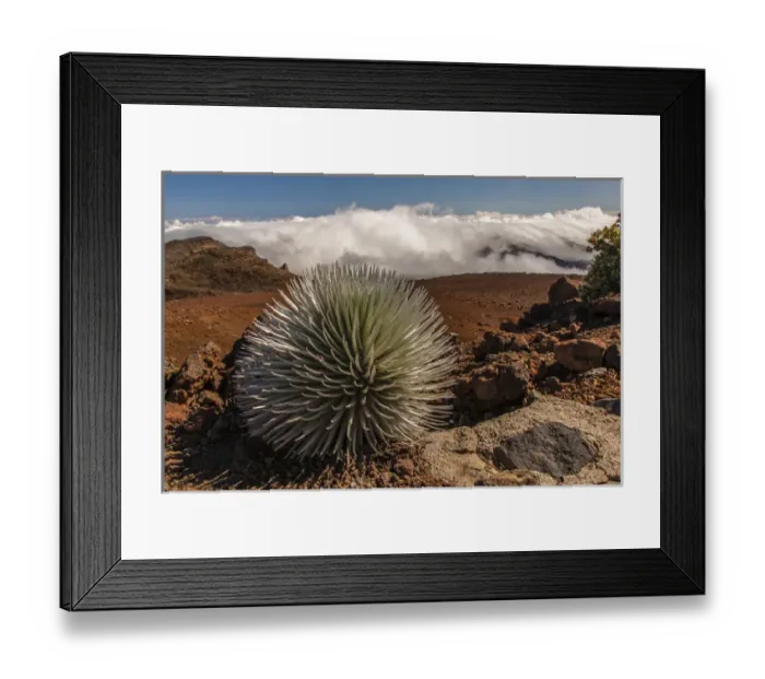 Framed Print : USA, Hawaii, Maui, Haleakala National Park. Close-up of silversword plant on mountain Framed Print : USA, Hawaii, Maui, Haleakala National Park. Close-up of silversword plant on mountain